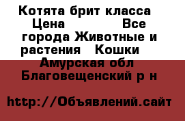 Котята брит класса › Цена ­ 20 000 - Все города Животные и растения » Кошки   . Амурская обл.,Благовещенский р-н